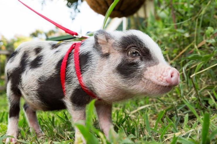 Pigs as Pets | Animal Rescue Centre | Goodheart Animal Sanctuaries