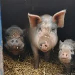 Adopt a rescued pig rather than keeping pigs as pets