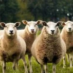 Social structureBeing a prey species, sheep have very strong flocking instincts which evolved to protect them from predation. The flocking instinct is so strong that sheep will become very distressed, bleating loudly, if separated from their herd mates.