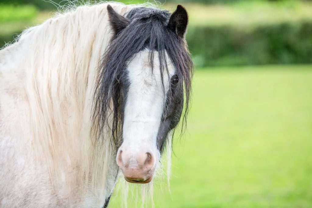 A black and white pony