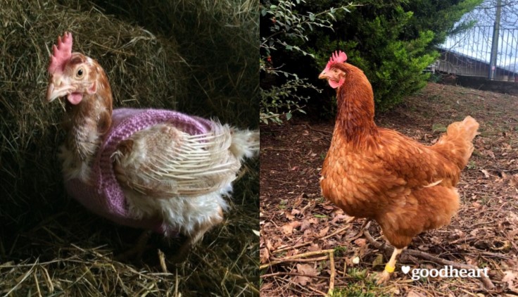 A thin hen with few feathers, versus an image of her now looking healthy