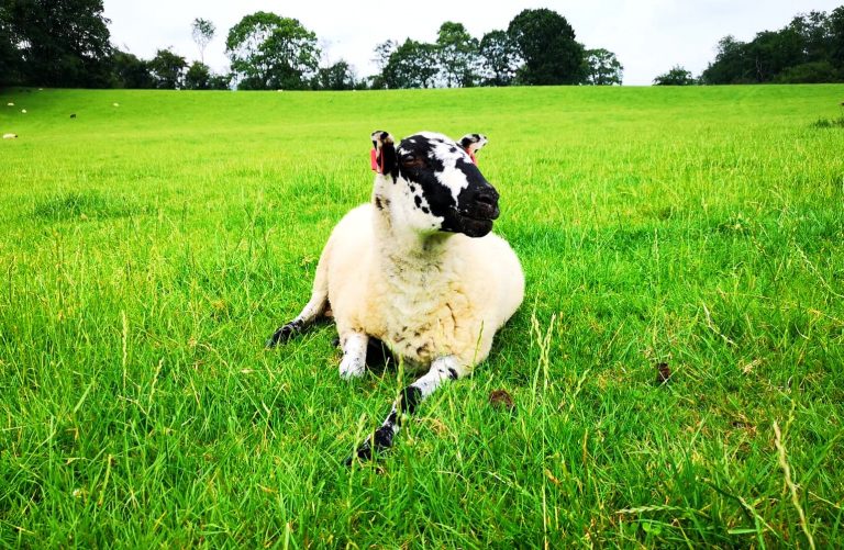 Goodheart Farm Animal Sanctuary Goodheart Animal Sanctuaries