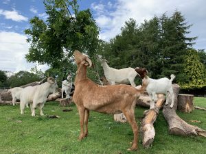 Our herd of rescued goats