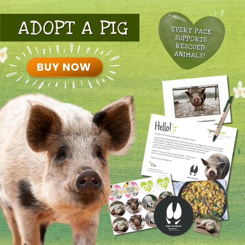 Adopt a pig now