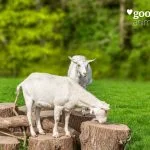 Social structureGoats are very social and prefer to live in groups (of up to 300 individuals in the wild). Larger and more aggressive goats are usually the most dominant in the group, especially if they have horns, and will usually get first dibs on all the tastiest food.