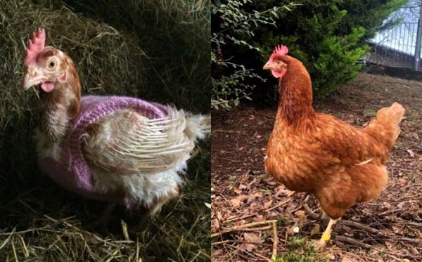 Rescued hen transformation