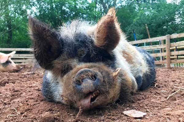 Sponsor a rescued pig