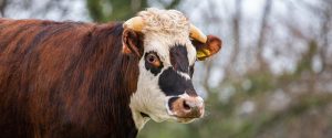 Adopt a Rescued Cow