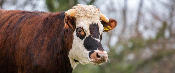 Adopt a Rescued Cow