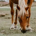Diet Horses and ponies are herbivores and eat mainly grass, hay, or young and tender plants. We also give our equines a salt lick for additional minerals