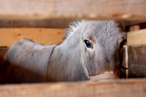 Horse and pony welfare