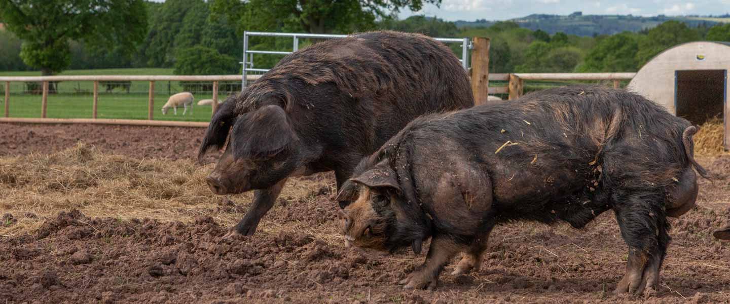 Pigs as Pets | Animal Rescue Centre | Goodheart Animal Sanctuaries