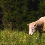 Sheep in nature