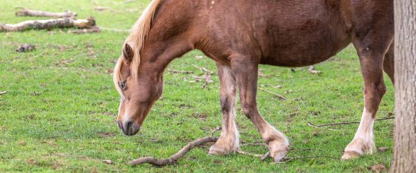 Sponsor an animal today