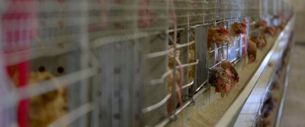 The life of a laying hen