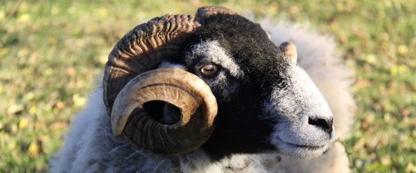 Reg the rescued sheep