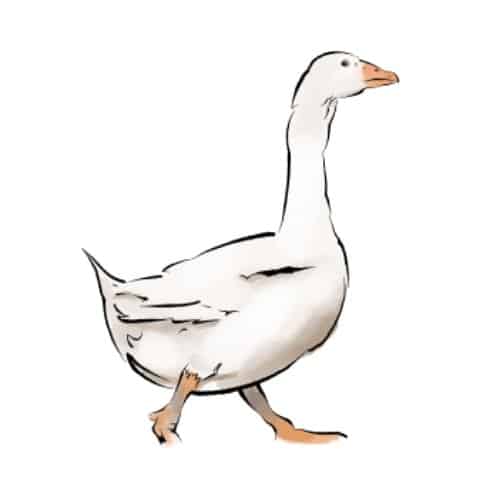 Learn about our geese