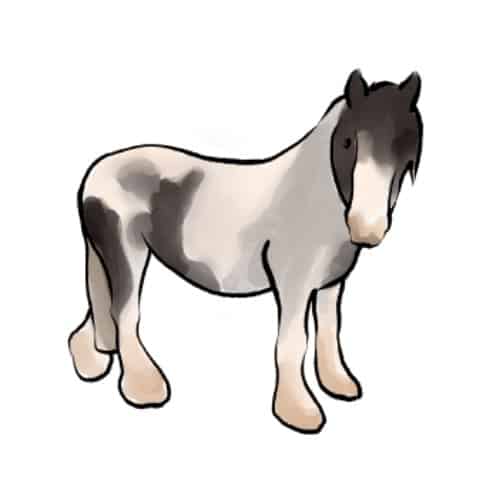 Learn about horses and ponies