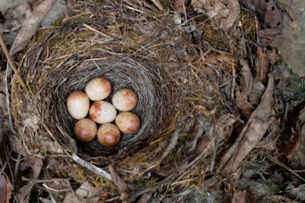 Sustainable school trips wildlife cams