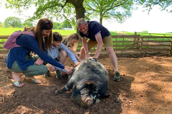 pig experience animal sanctuary shropshire