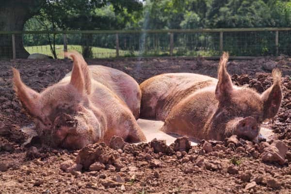 Mud wallowing rescued pigs