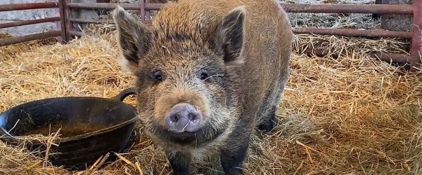 Betty the pig rescue story animal sanctuary
