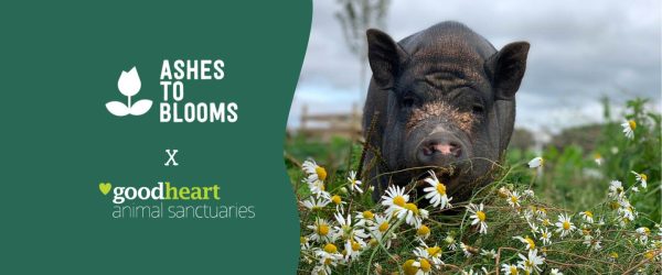 Goodheart x Ashes to Blooms Collaboration