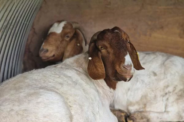 Thor and Loki the goats in their field shelter