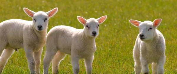 How to have an animal friendly easter