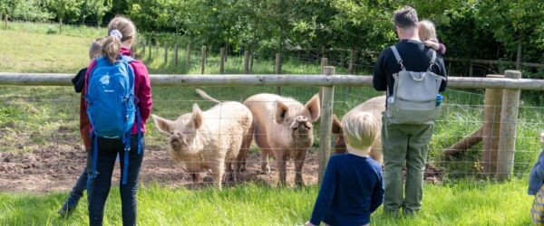 Goodheart Farm Animal Sanctuary Worcestershire Shropshire
