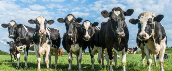 How smart are farm animals, pigs, cows, sheep