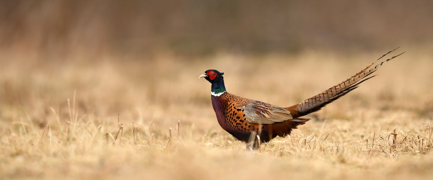 Exposing the cruelty of game bird shooting