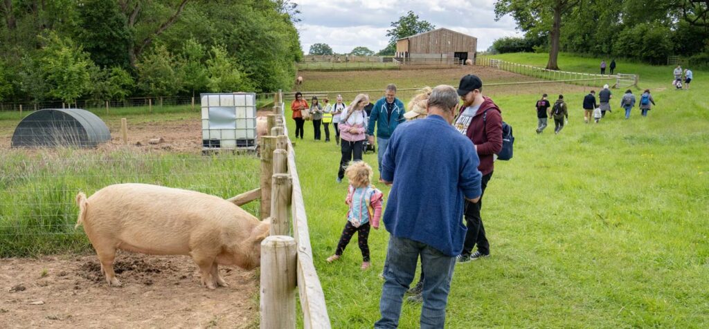 Visitors meeting rescued pigs at Goodheart Farm Animal Sanctuary Open Day