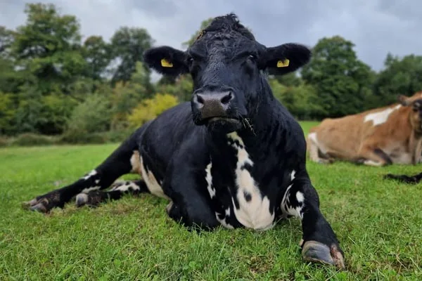 Adopt a cow today