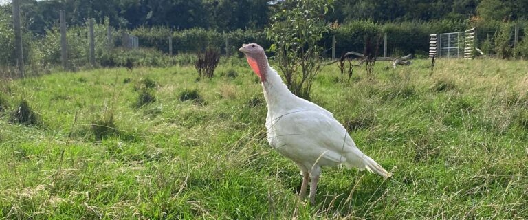 Turkey rescue story from Goodheart Animal Sanctuary