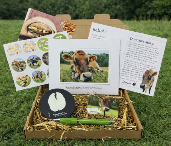 Adopt a cow as a gift for animal lovers