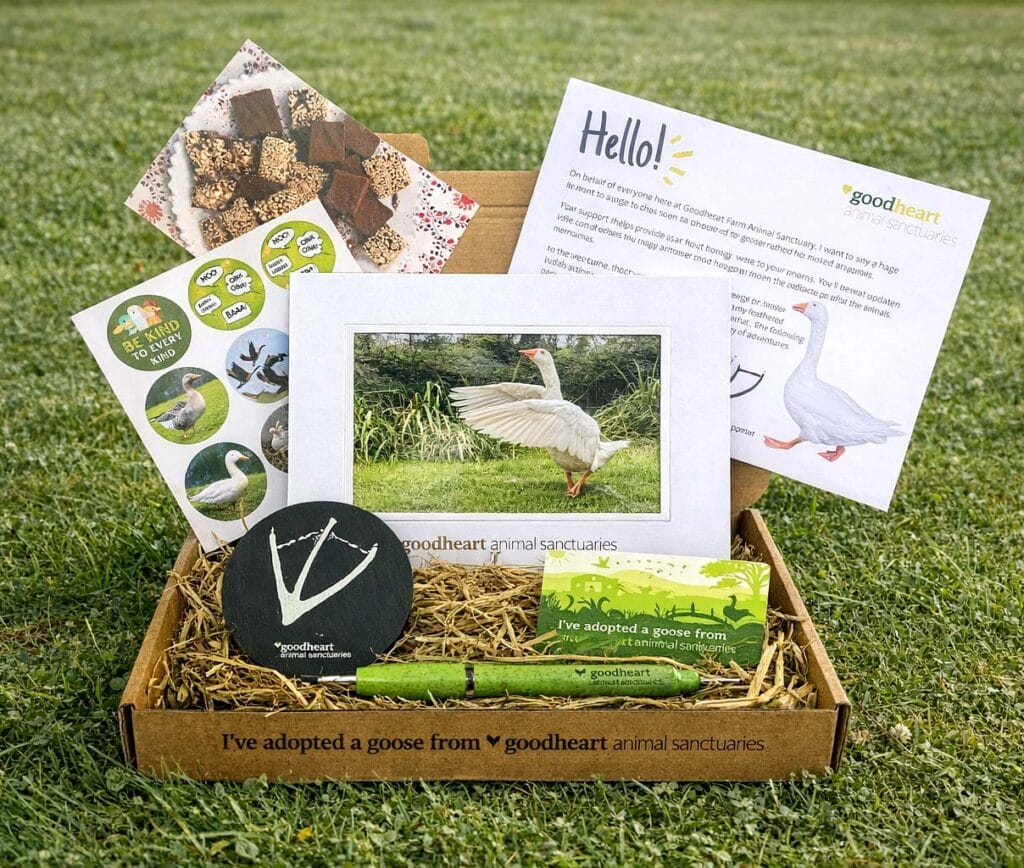 Adopt a goose as a gift for animal lovers in the UK