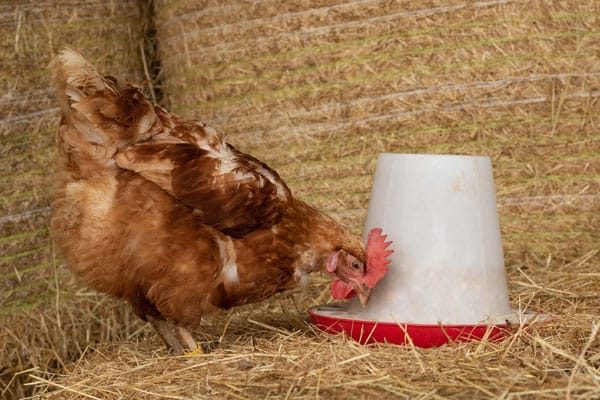 Adopt-a-chicken-in-the-UK
