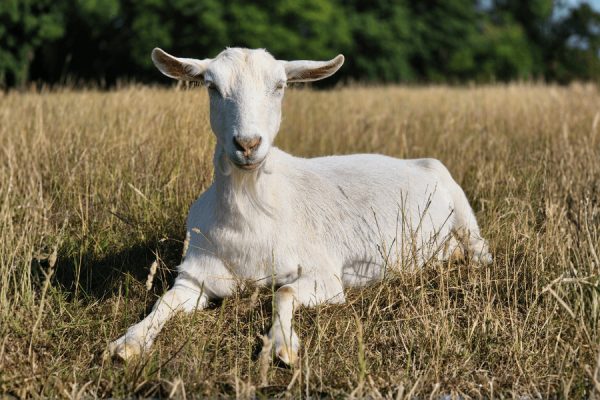 Adopt a goat as a gift for animal lovers