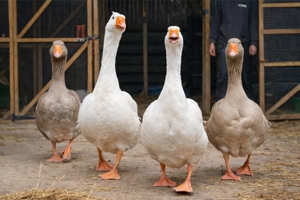 Adopt-a-goose-gift