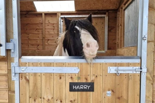 Adopt a pony in the UK as a gift