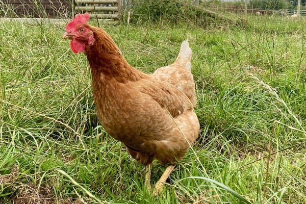 Adopt-a-rescued-chicken