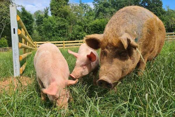 Amber and rescued piglets Daisy and Darla