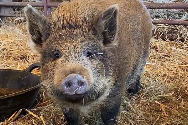 Betty the pig rescue story animal sanctuary