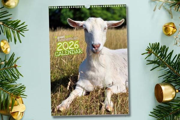 2026 Animal Charity Calendar