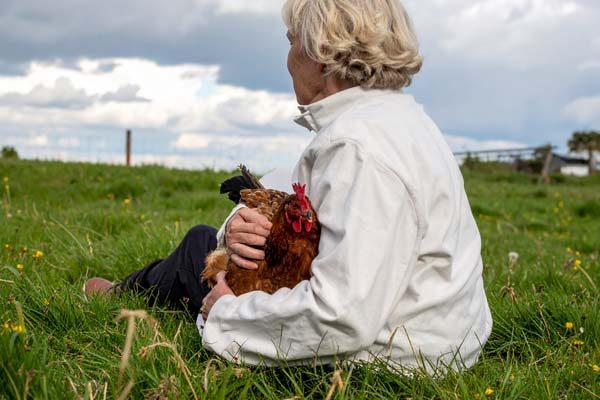 Chicken Experience at Goodheart Animal Sanctuary