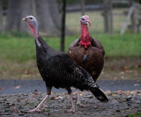 Adopt a Turkey as a Gift in the UK • Sponsor a Turkey Today