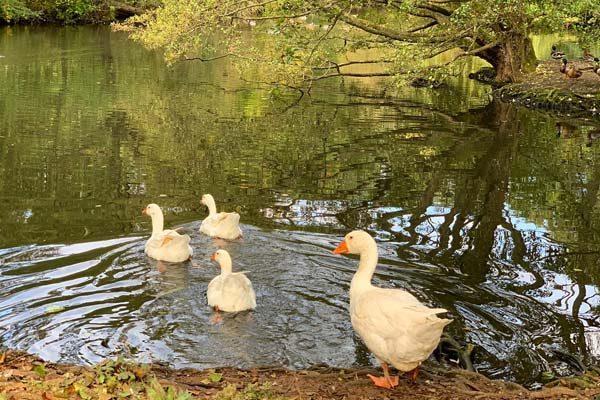 Facts about geese Goodheart Animal Sanctuary