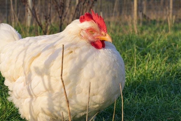 Flora-the-hen-(2)