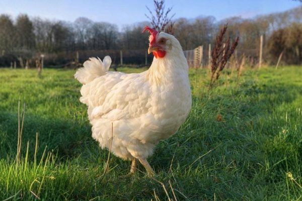 Flora-the-hen